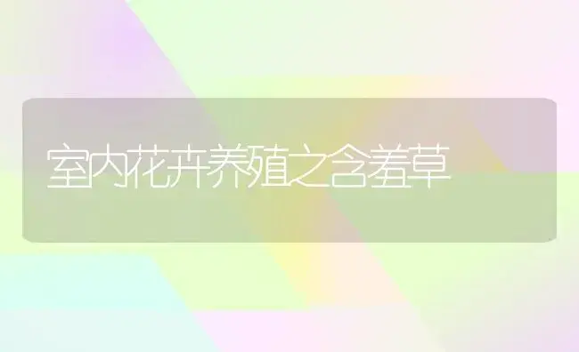 室内花卉养殖之含羞草 | 植物知识