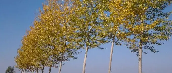 速生杨树的种植和管理