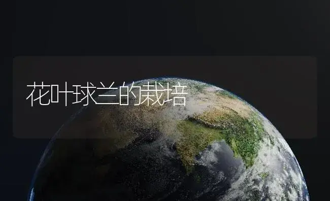 花叶球兰的栽培 | 植物知识
