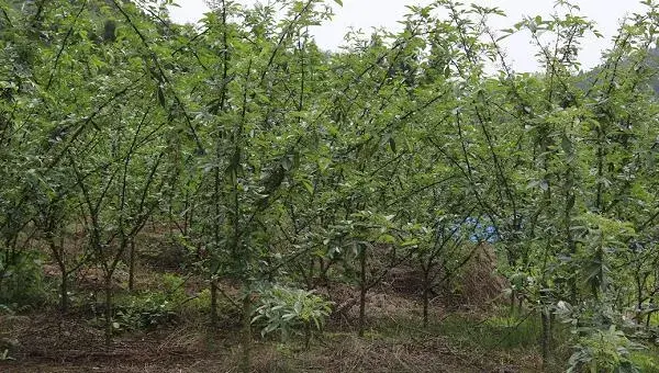 花椒树的修剪栽培技术