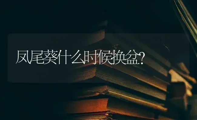 凤尾葵什么时候换盆？ | 植物问答