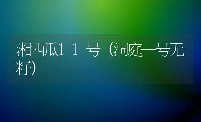 湘西瓜11号（洞庭一号无籽） | 植物百科