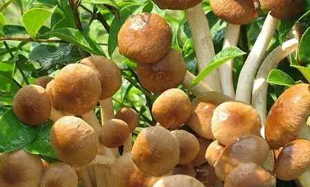 茶树菇菌袋栽培管理技术