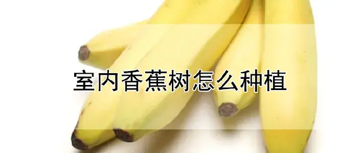 室内香蕉树怎么种植