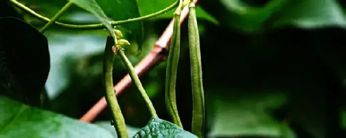 露地豆角种植时间和方法