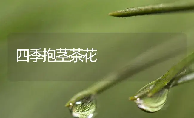 四季抱茎茶花（图） | 植物知识