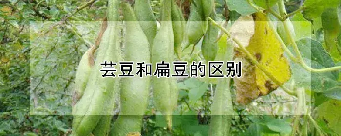 芸豆和扁豆的区别