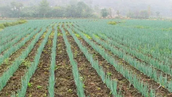 大葱种植技术 大葱高产栽培技术