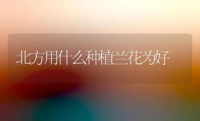 北方用什么种植兰花为好 | 植物知识