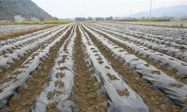 地膜覆盖灼伤蔬菜怎么办