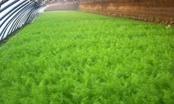 茴香的种植方法