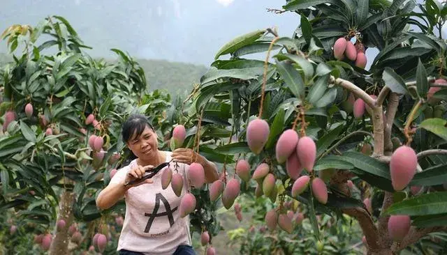 芒果剪枝伤口如何处理？芒果剪枝技术4要点