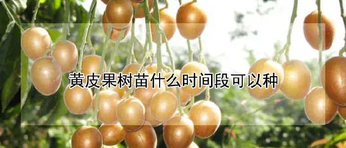 黄皮果树苗什么时间段可以种