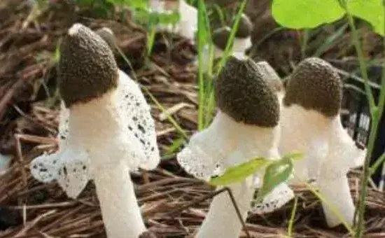 竹荪种植技术，栽培养料配方