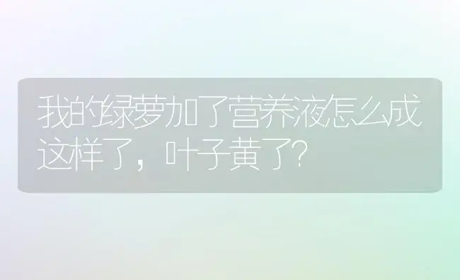 我的绿萝加了营养液怎么成这样了，叶子黄了？ | 植物问答