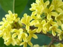 桂花的功效与作用