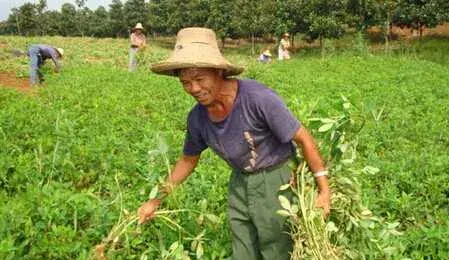 种花生田暗黑鳃金龟的防治