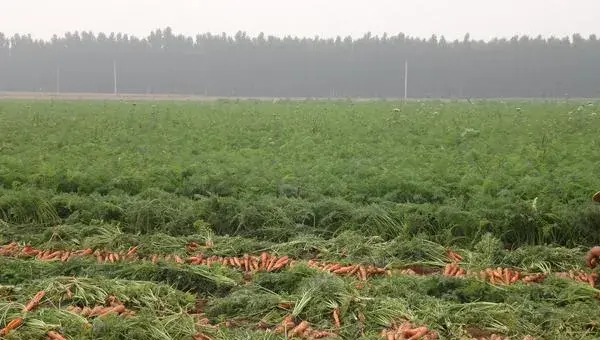 胡萝卜怎么种 胡萝卜科学种植技术