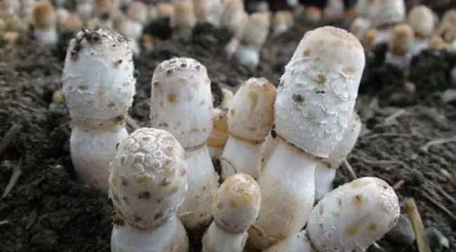 鸡腿菇栽培注意事项