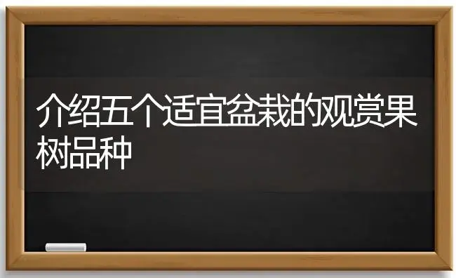 介绍五个适宜盆栽的观赏果树品种 | 植物科普