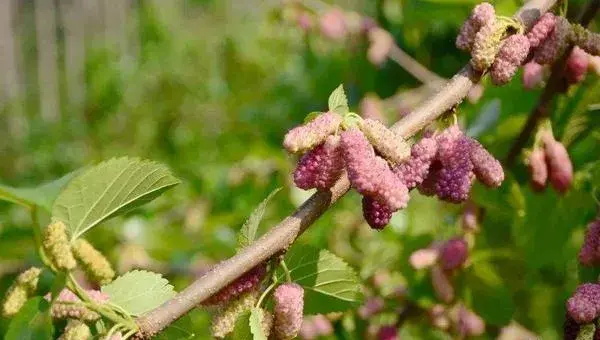 桑葚种植一亩投资多少钱？一亩成本3600元左右