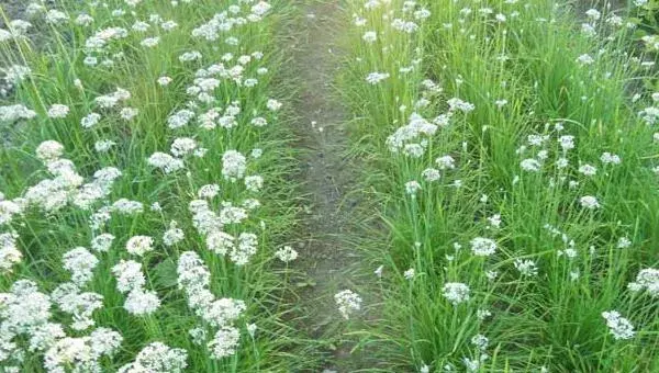 韭菜夏秋季种植注意事项