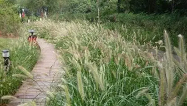 狼尾草种植技术 狼尾草冬天怎么处理