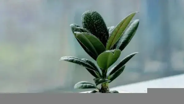 橡皮树叶子发黄怎么办 橡皮树掉叶子的原因及解决方法
