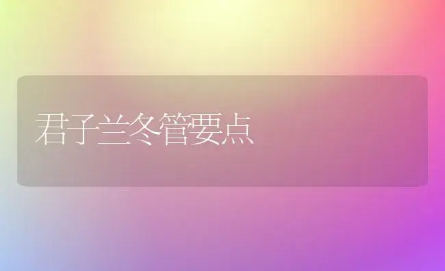 君子兰冬管要点 | 植物科普