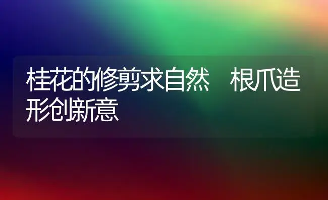 桂花的修剪求自然 根爪造形创新意 | 植物科普