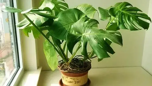 龟背的养殖方法和注意事项？
