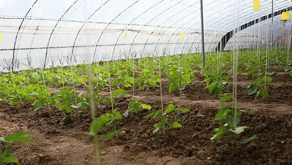 豆角大棚种植技术