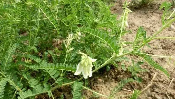 黄芪种子选种育苗技巧