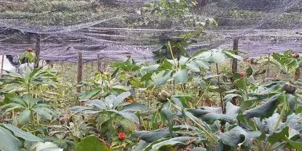 重楼种子怎么催芽 重楼几月开花