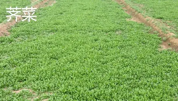 哪些野菜种植前景好 野菜种植一亩能挣多少钱