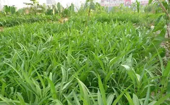 空心菜的品种选择及种植特点