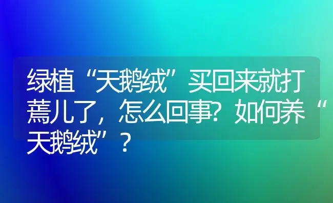 绿植“天鹅绒”买回来就打蔫儿了，怎么回事?如何养“天鹅绒”？ | 植物问答