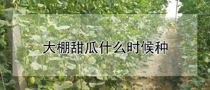 大棚甜瓜什么时候种