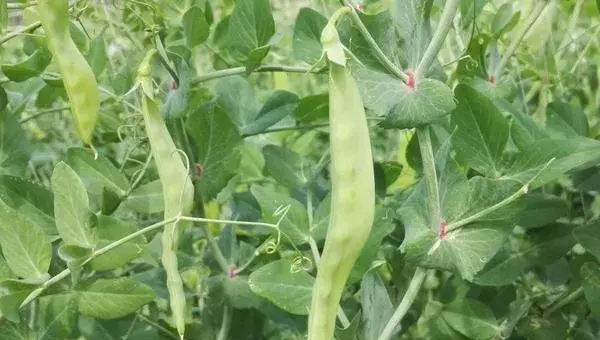 荷兰豆的种植技术 荷兰豆几月成熟