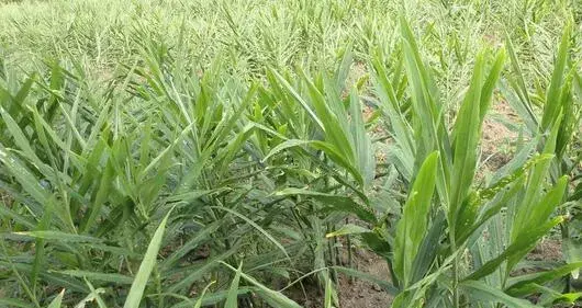 2017种生姜赚钱吗？2017种生姜前景及市场价格行情分析
