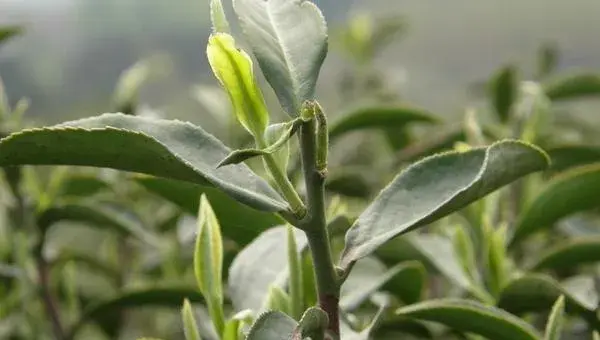 2018种茶树赚钱吗？茶树种植的利润与投资成本及前景预测