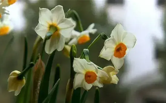 种植好水仙花只需要注意这些栽培技巧