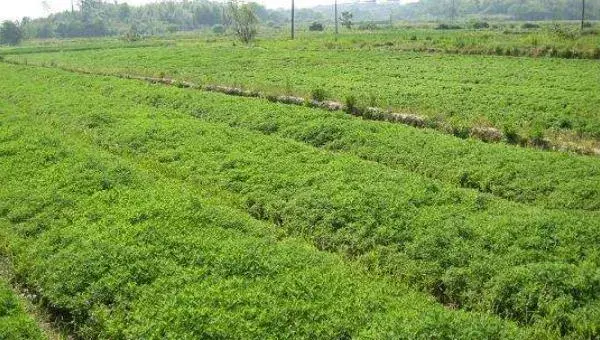 艾草种子怎么种 艾草种植技术