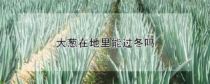 大葱在地里能过冬吗