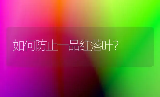 如何防止一品红落叶？ | 植物科普