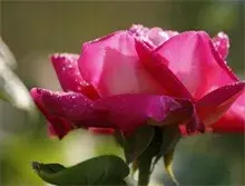 津城月季4年翻番市花添香扮靓