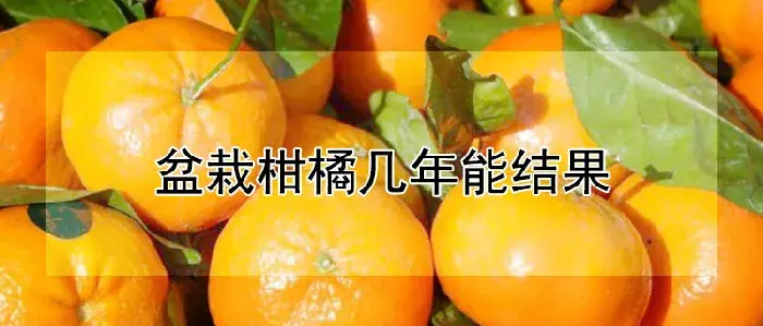 盆栽柑橘几年能结果