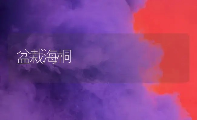 盆栽海桐 | 植物科普