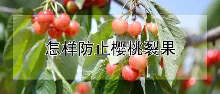 怎样防止樱桃裂果