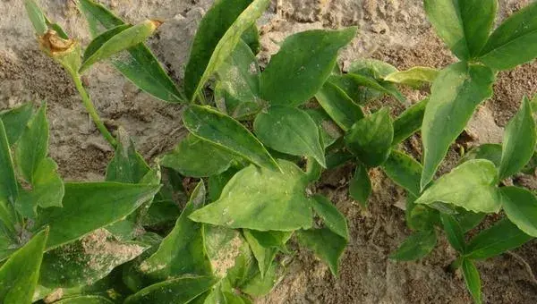 2018种苦参赚钱吗？苦参种植的利润与投资成本及前景预测